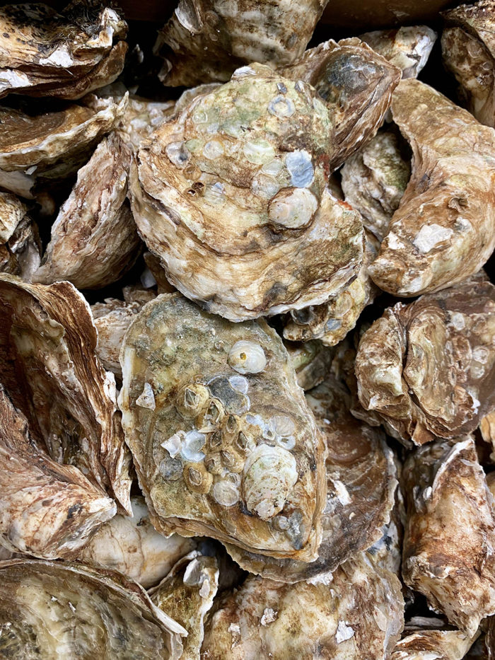 Large Choice Oysters