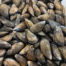 Mussels