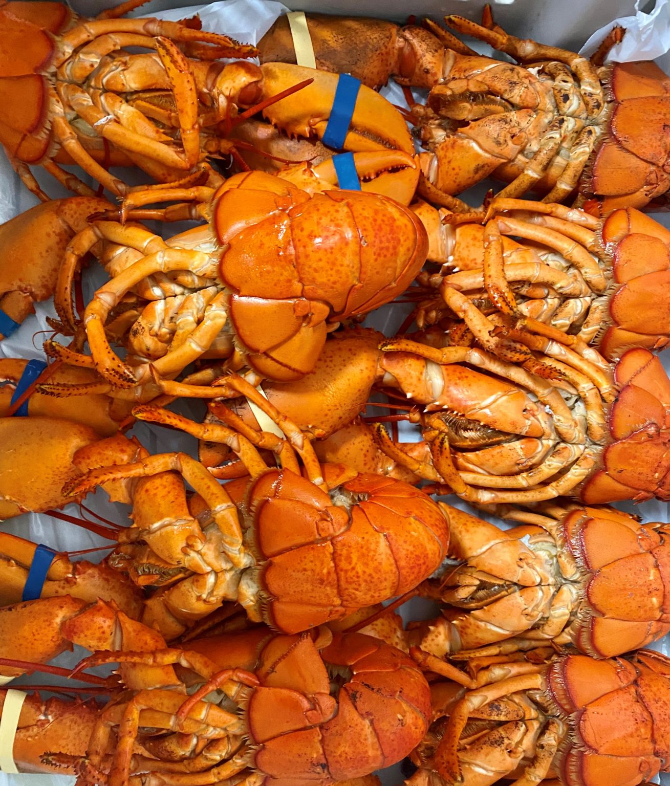 Lobster Meat Claw, Knuckle Tail Misty Harbour Seafood