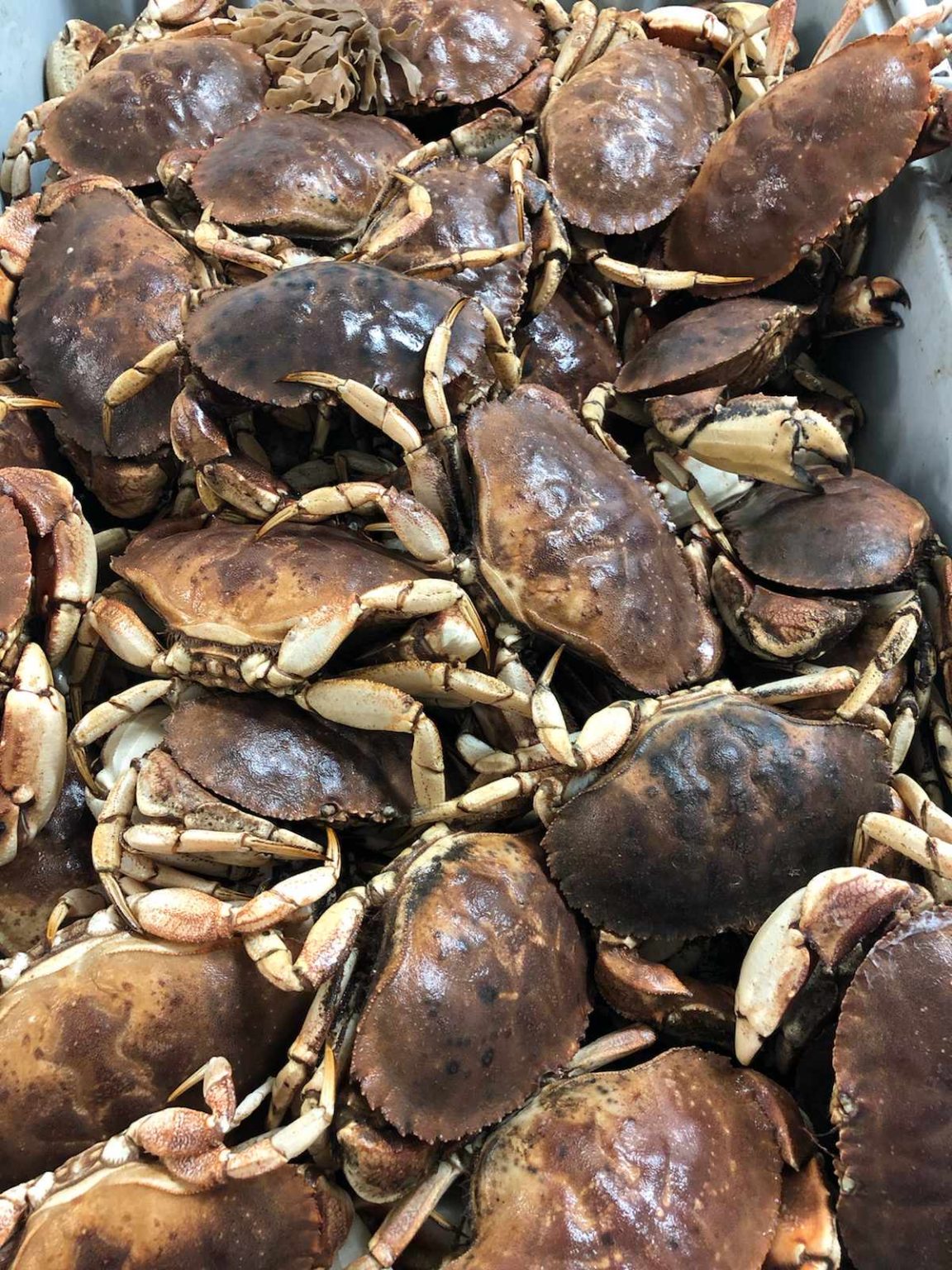 Live Jonah Crab Misty Harbour Seafood