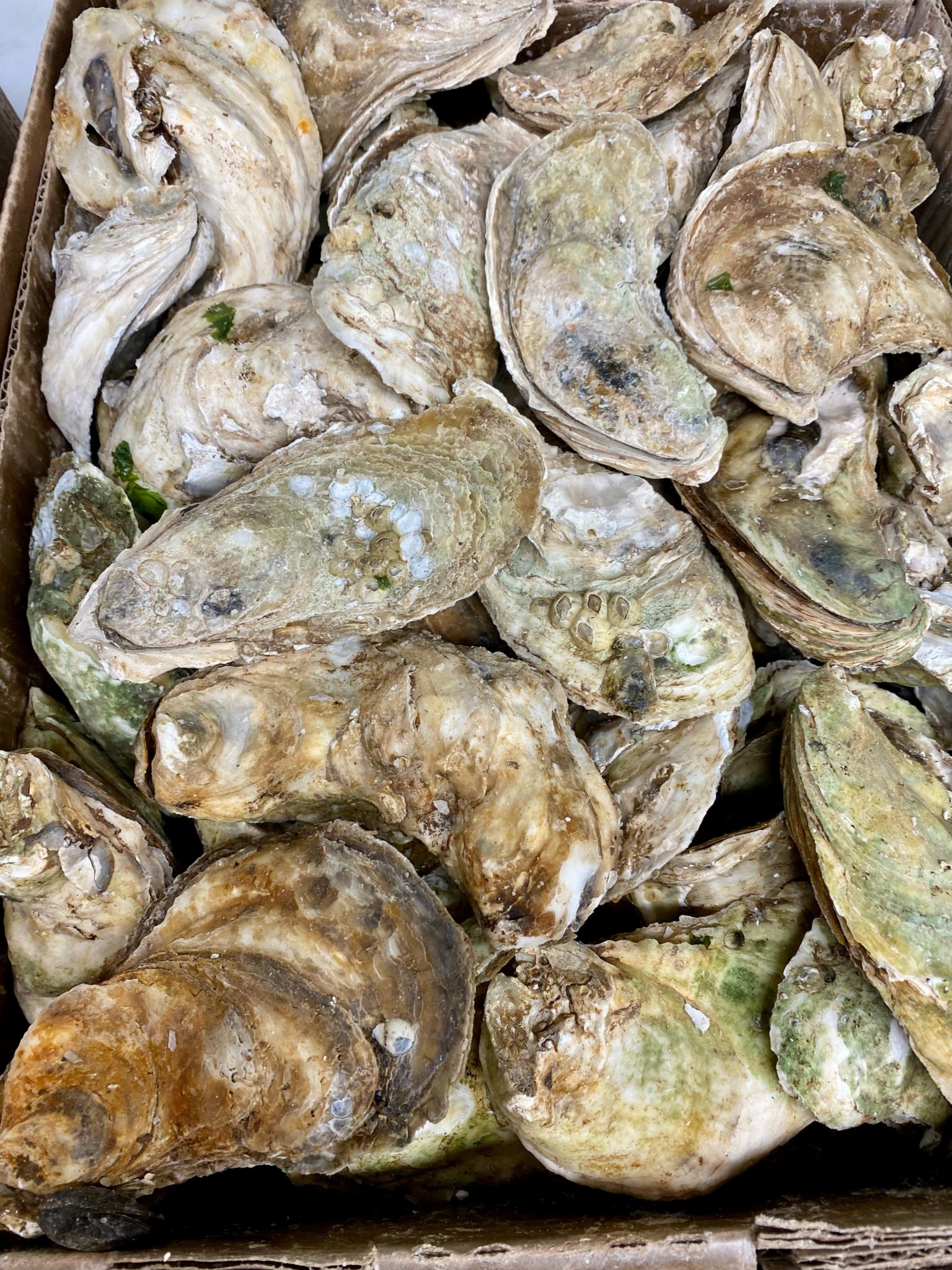 Large Standard Oysters Misty Harbour Seafood